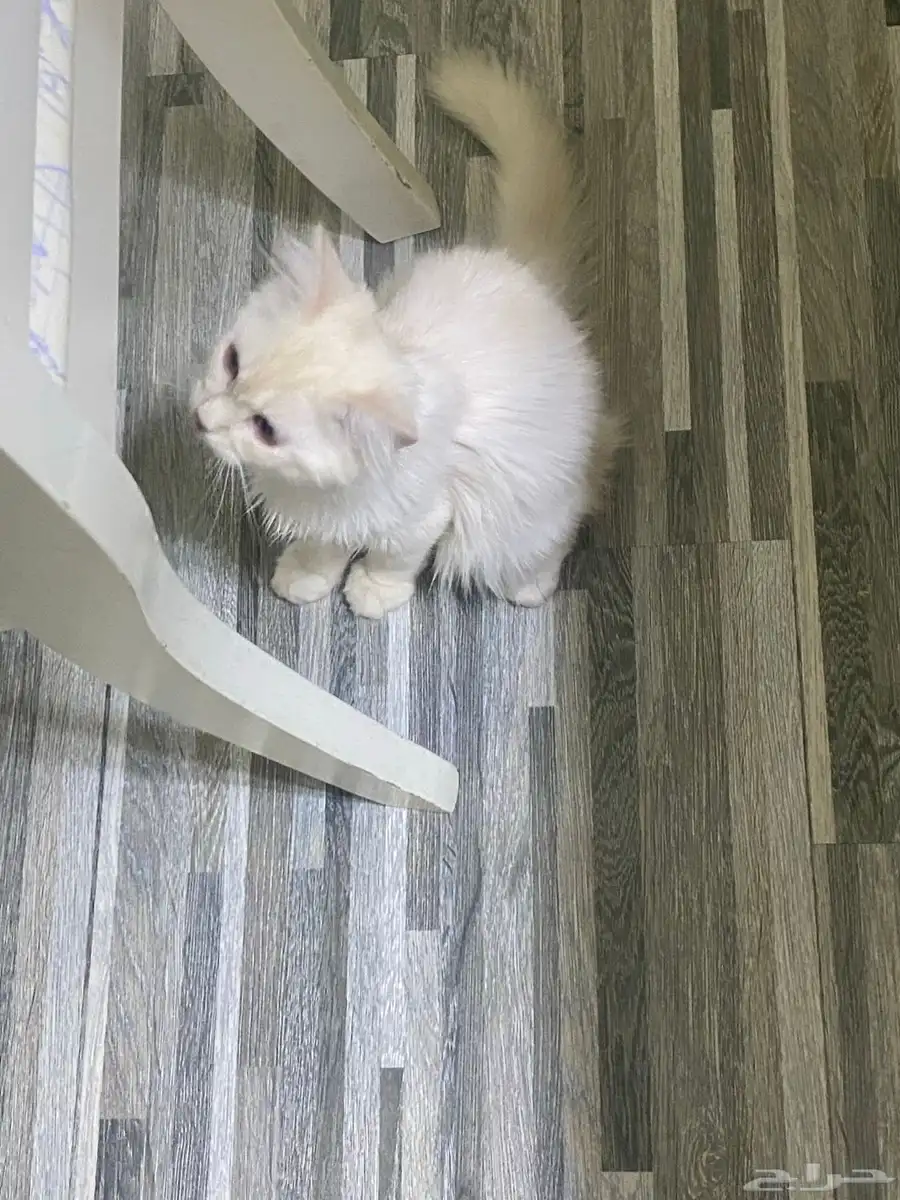 قطط 2
