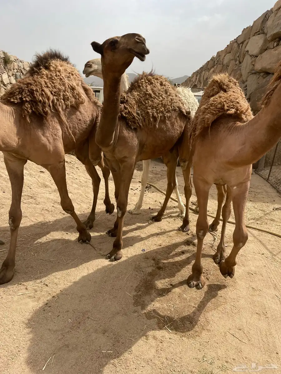 قعدان وبكره قعودين وبكره 5