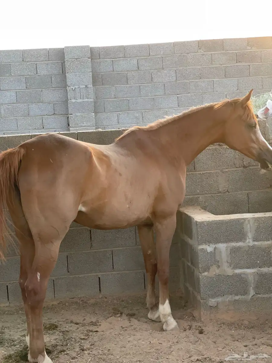 فرس واهو 3