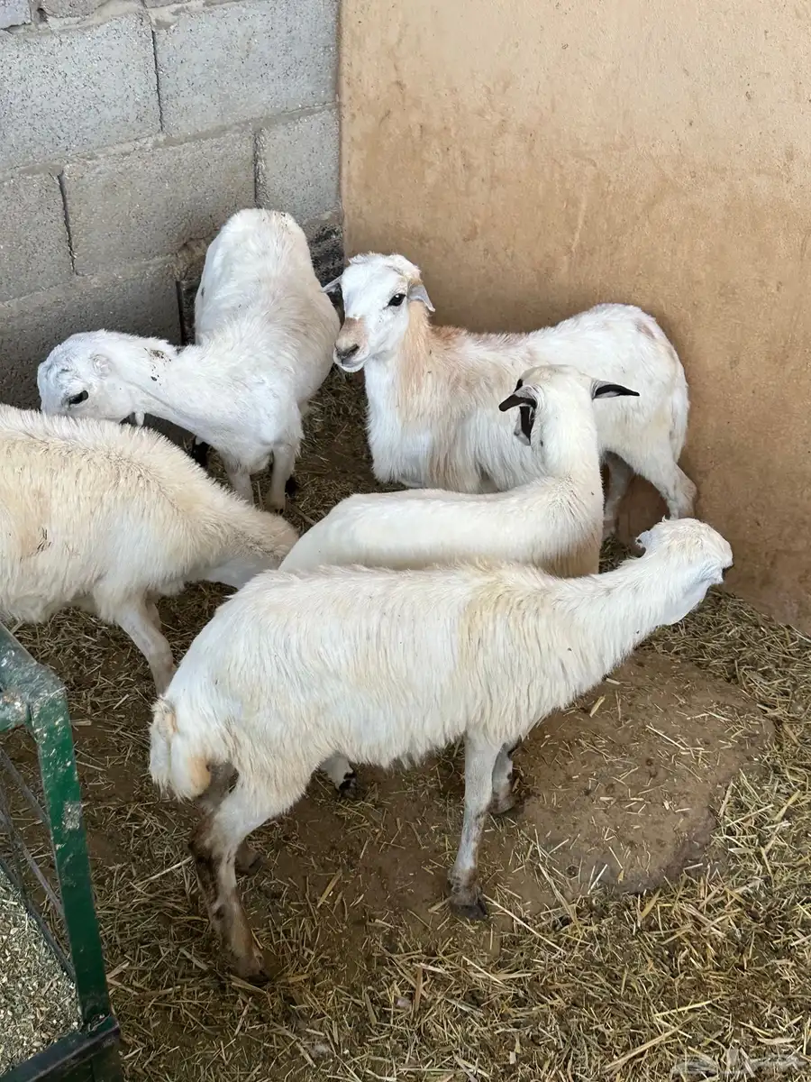 رخال رفيد 7