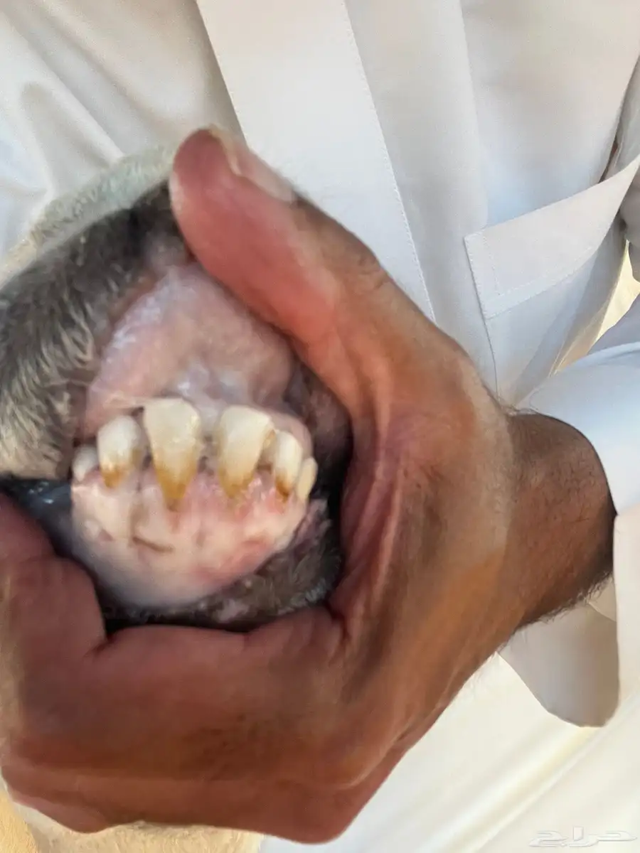 فحل حري صنف من مراح طويق 2