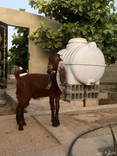 تيس صنف للبيع مشروع فحل 1