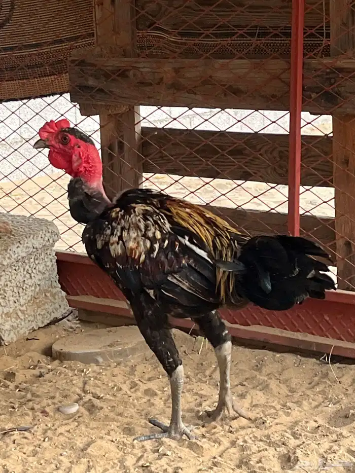 ديك للبيع 0