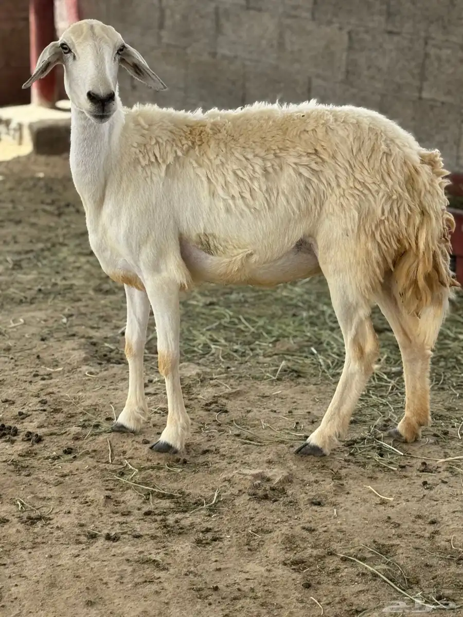غنم صنف طيبه وصحتها شرط 13