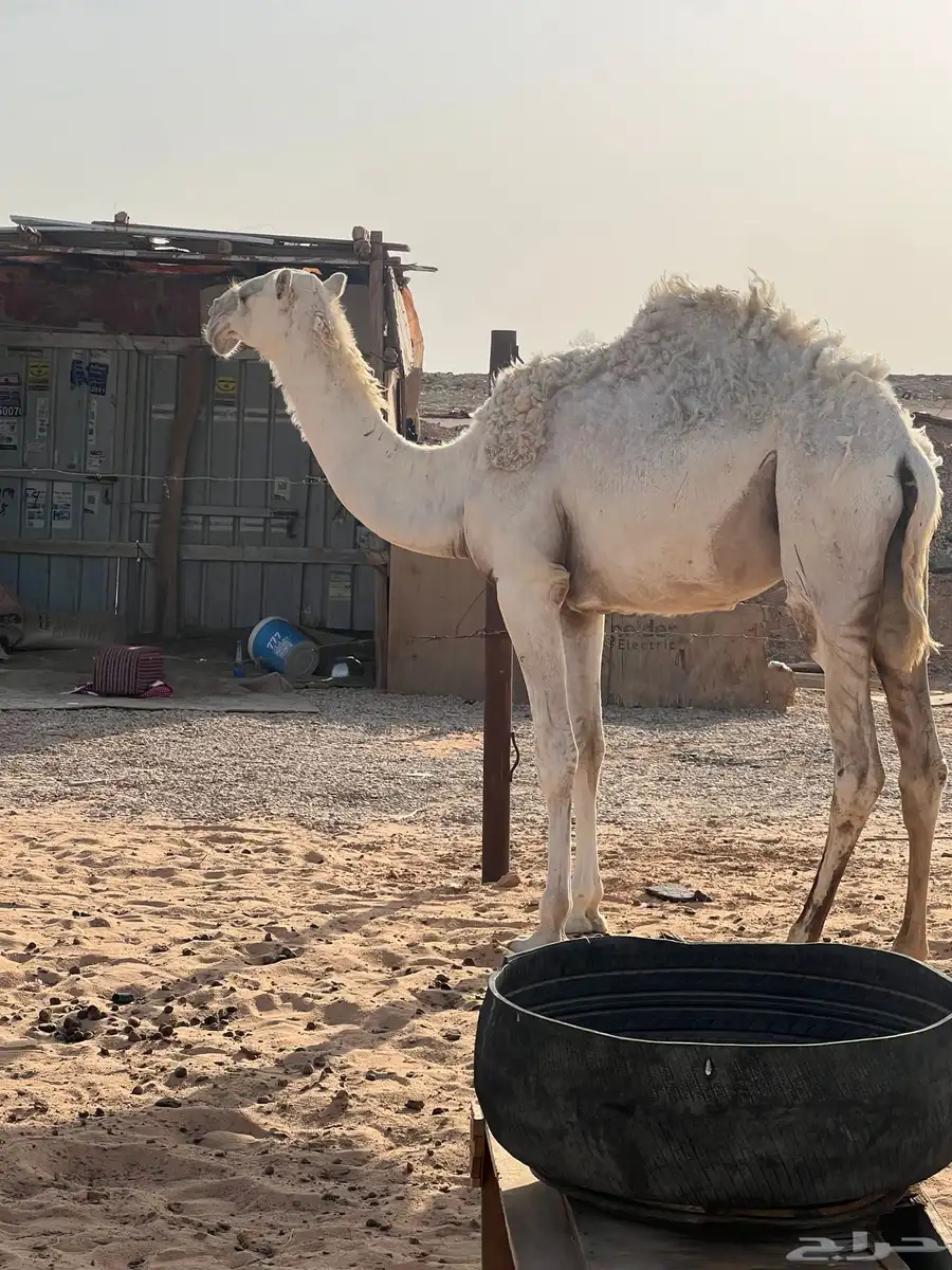 مفرود 2
