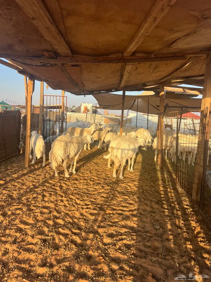 غنم مراح حريات صنف 2
