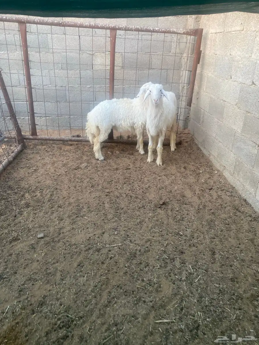 خروف ورخل حريات طيببات (البيع سمح) 0