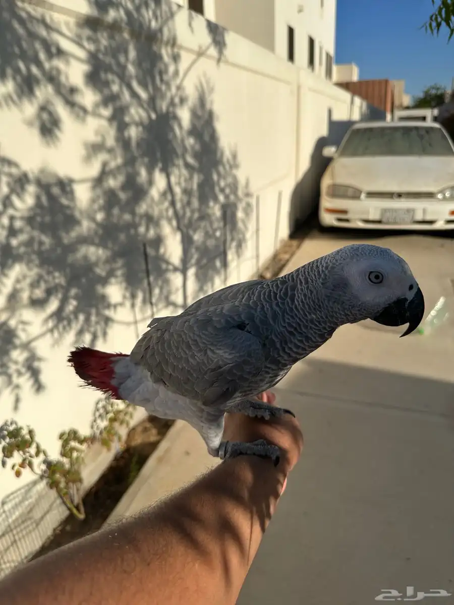 كاسكو بدايه كلام 1