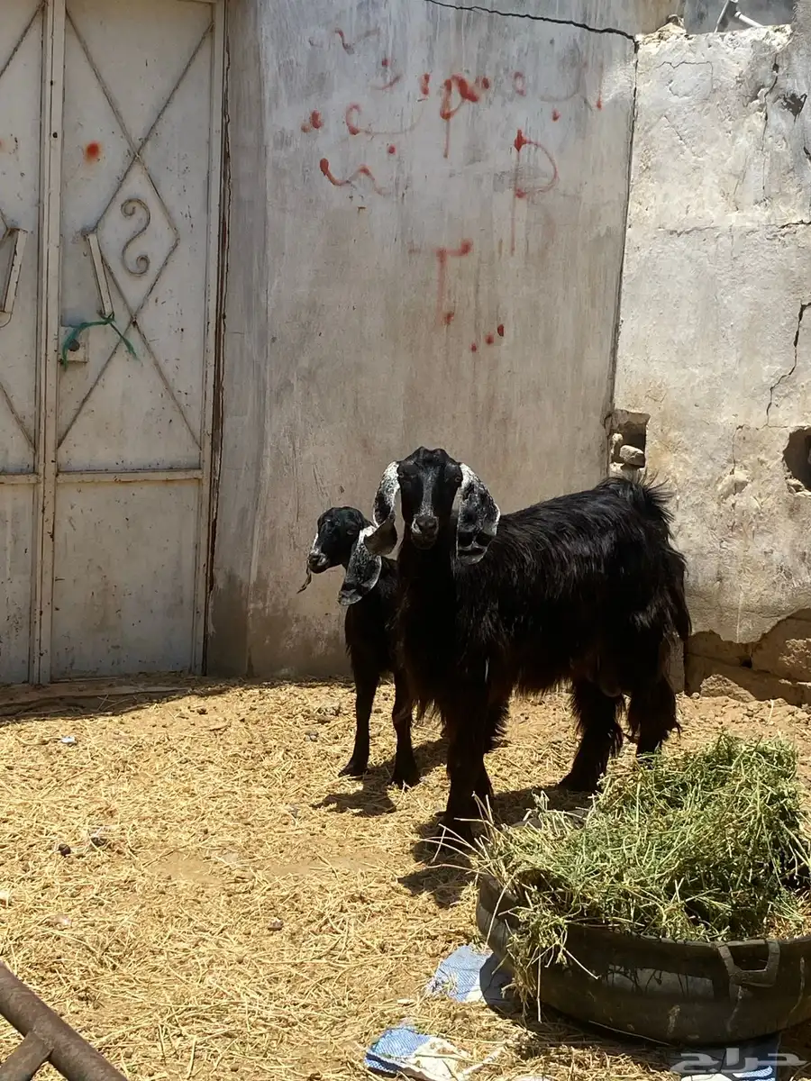 معزا مولده وحده معه تيسين و وحذه معه تيس عياله كبار و شرط 3