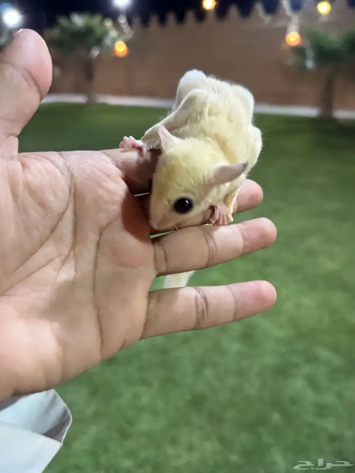 جوز سنجاب شوقر قلايدرز 2