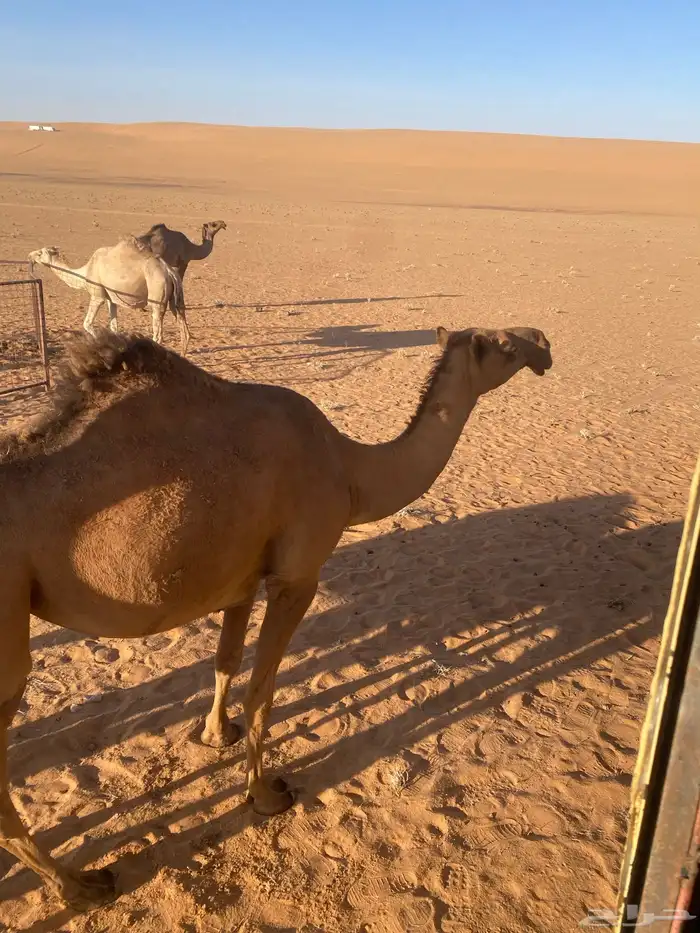 شعلا جذعة 2