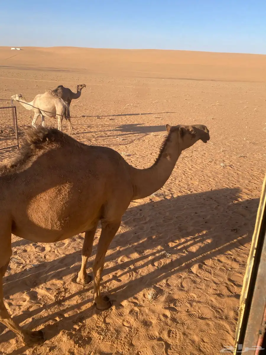 شعلا جذعة 2