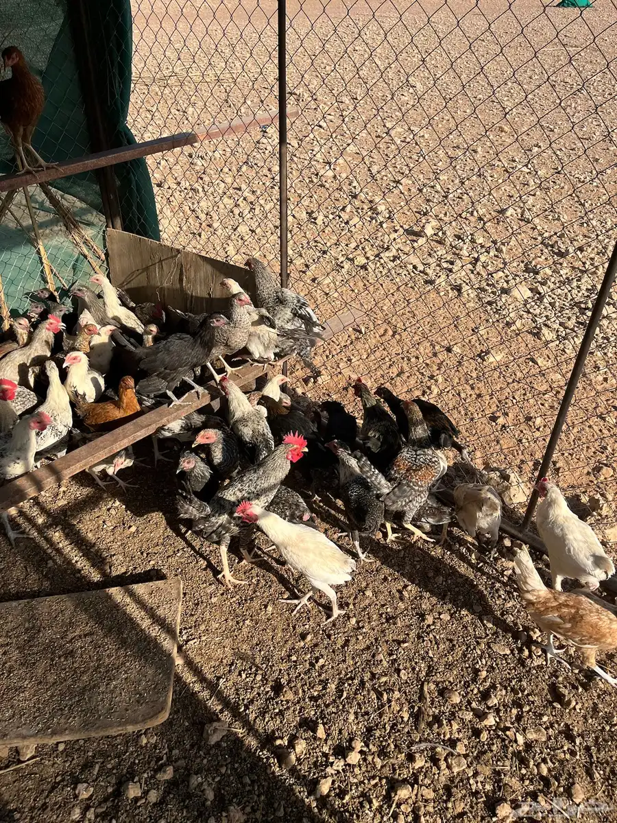 دجاج بلدي عمر خمس اشهور يوجد  تفريد 4