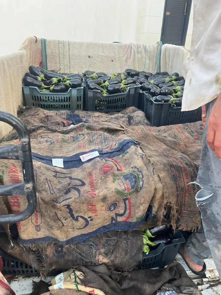 باذنجان عدد 38 صندوق للبيع جديد من المزرعه طازج 1