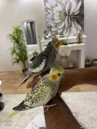 جوز كروان كوكتيل 2