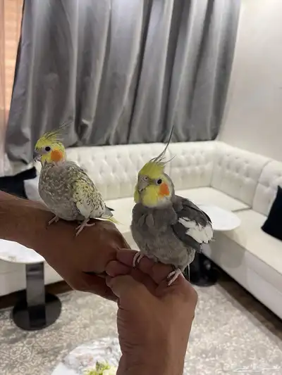 جوز كروان كوكتيل 0