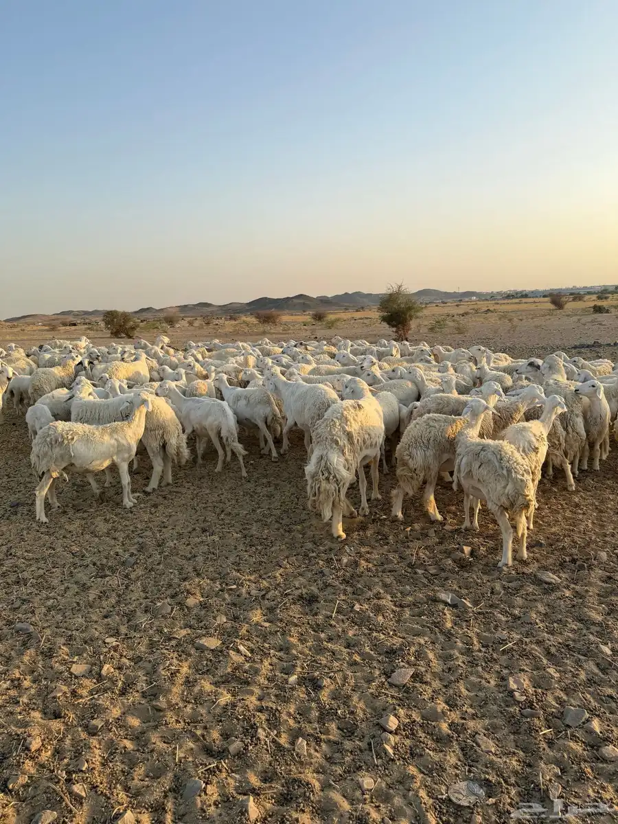 ضان مراح واحدوسم واحد حلالي العدد 175 17