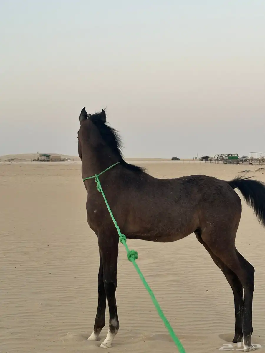 مهر شعبي محجل 3طلق يمين رجل 1