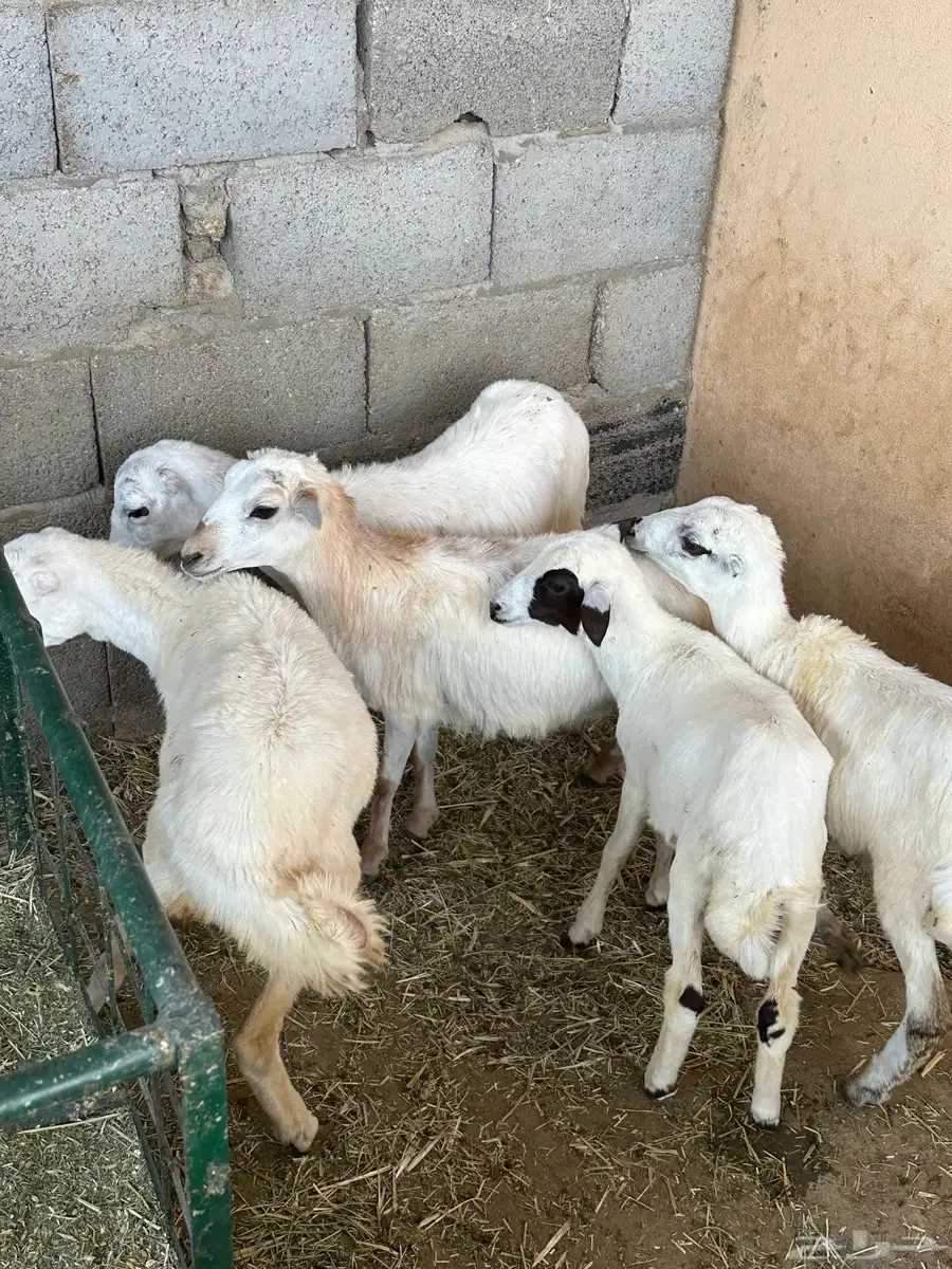 رخال رفيد 6