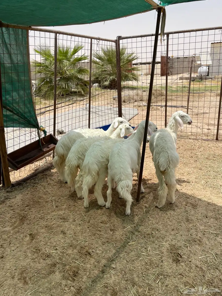 رخال للبيع حريات 0