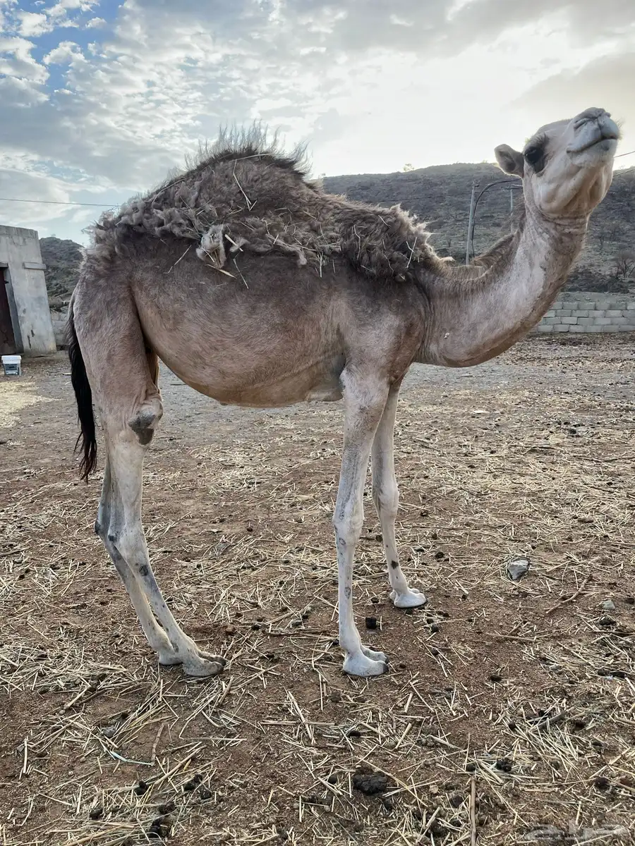بكره لبيع 1