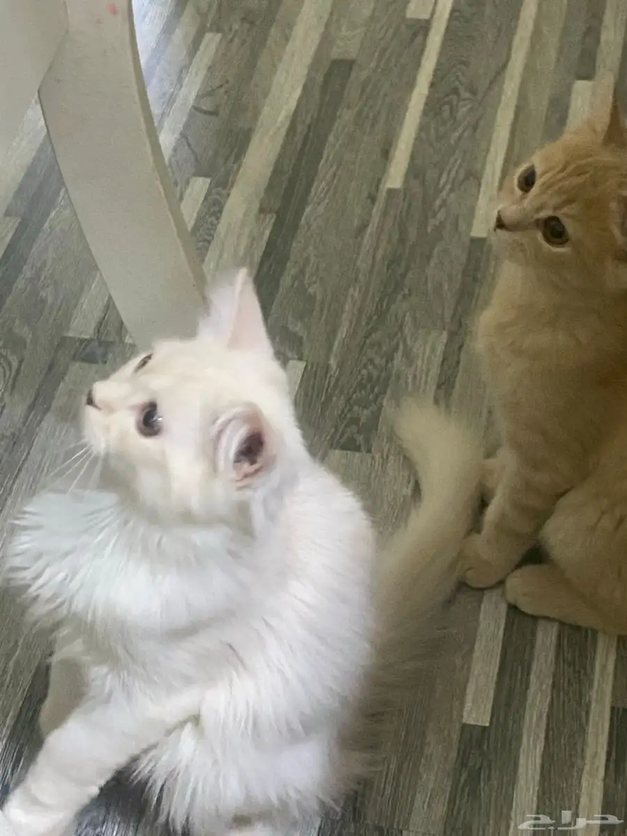 قطط 5