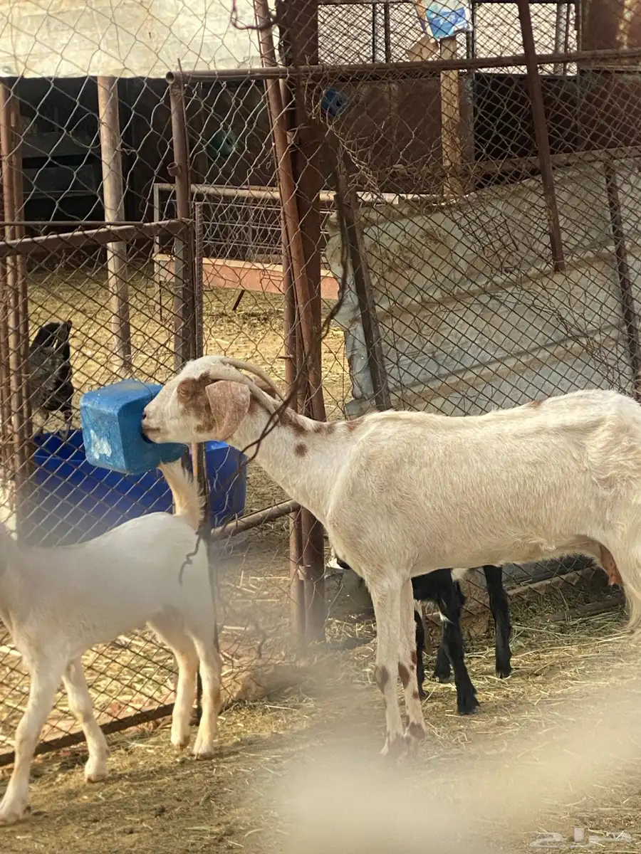 ماعز للبيع 5