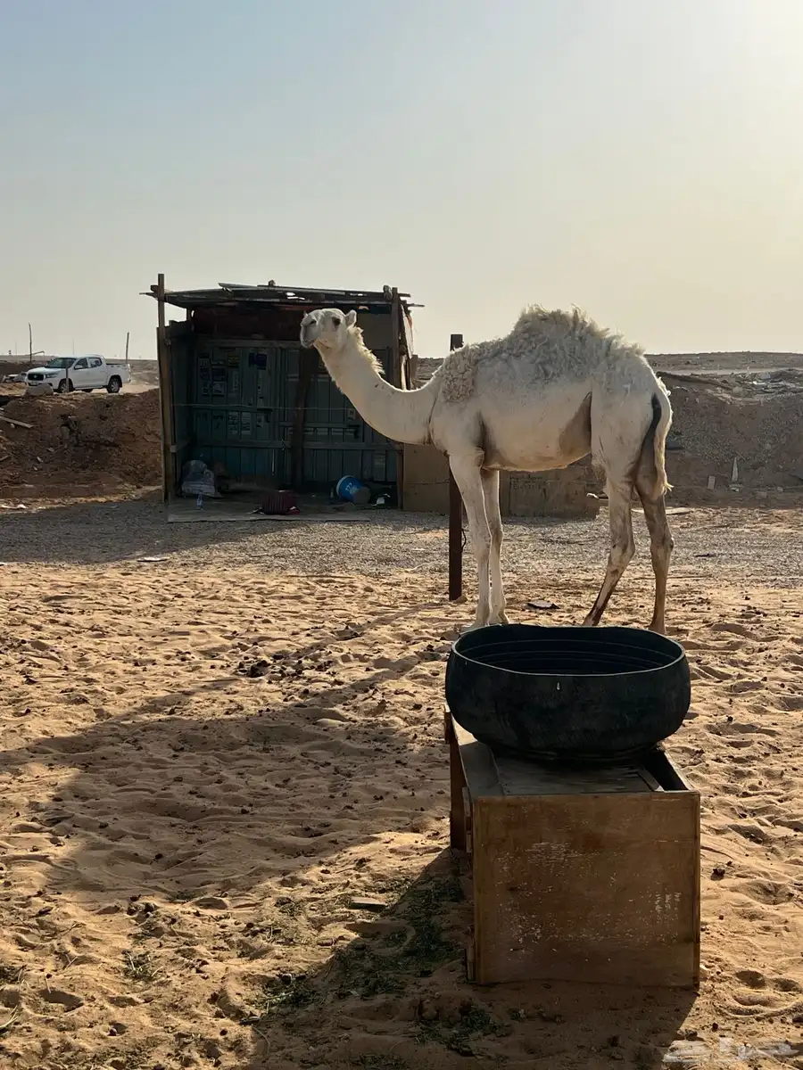 مفرود 1