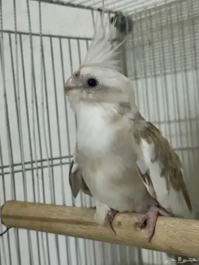 أنثى كروان 1