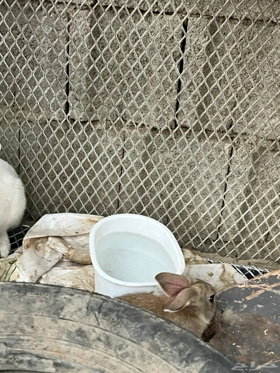 ارنب للبيع 0