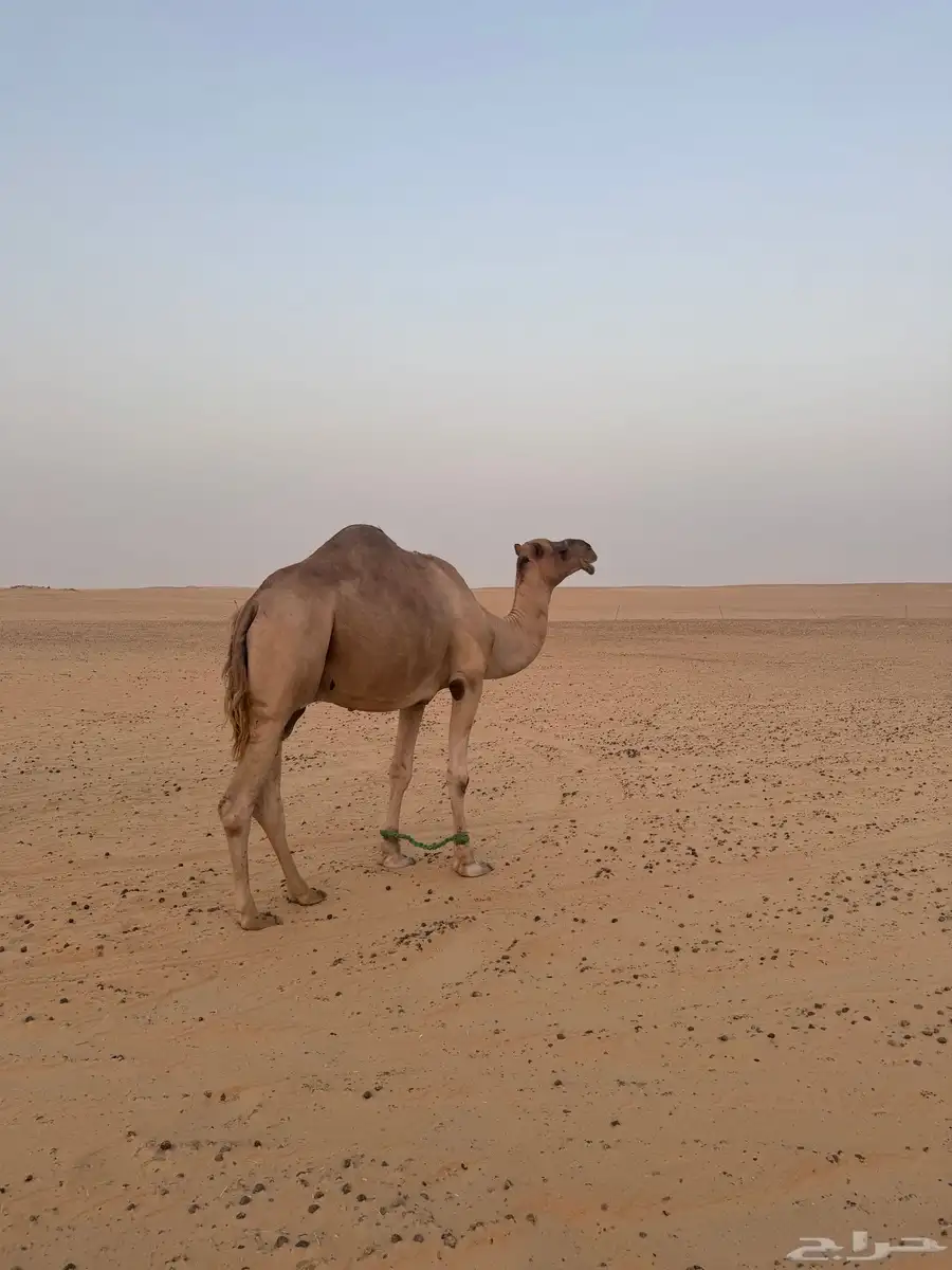 للبيع هجن مع الفحل 5