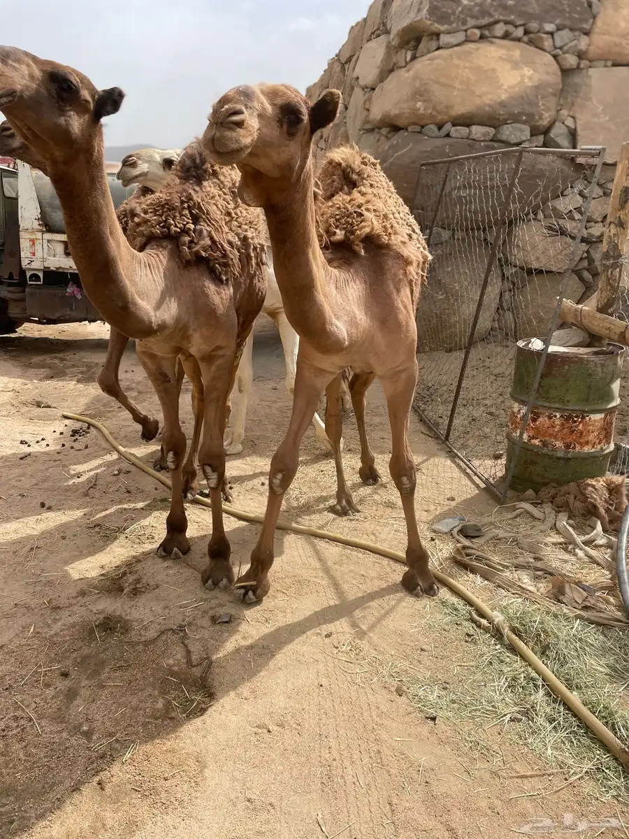 قعدان وبكره قعودين وبكره 0