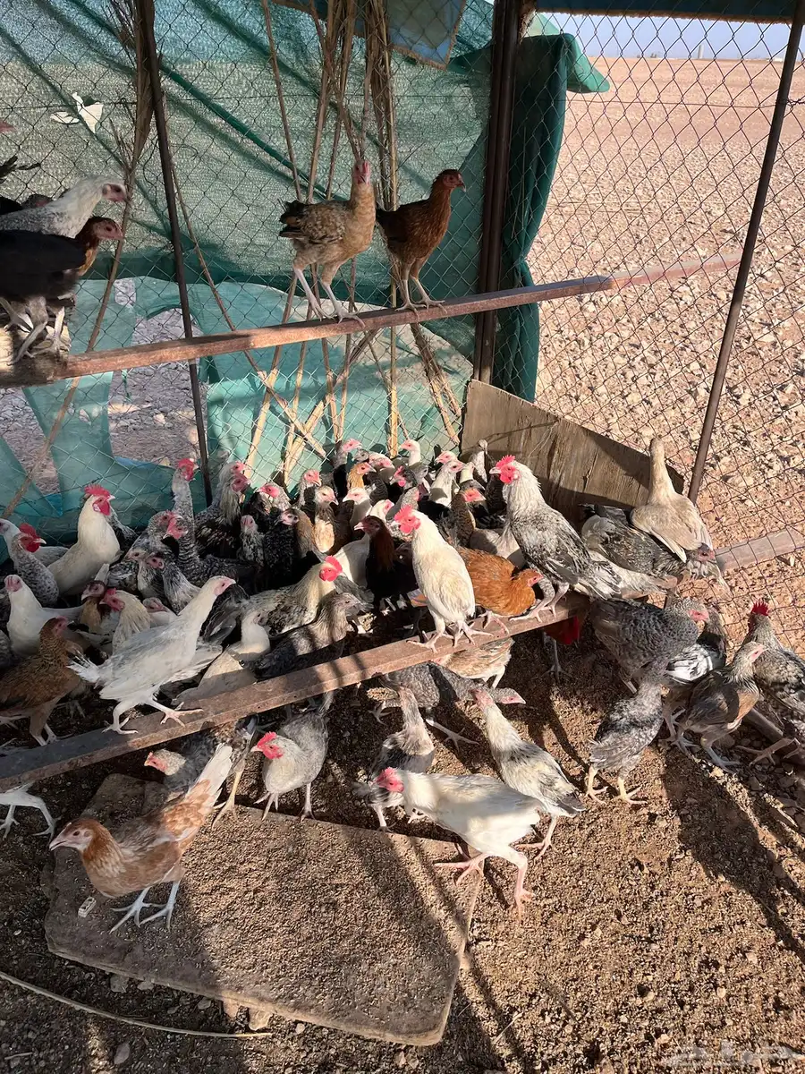 دجاج بلدي عمر خمس اشهور يوجد  تفريد 2