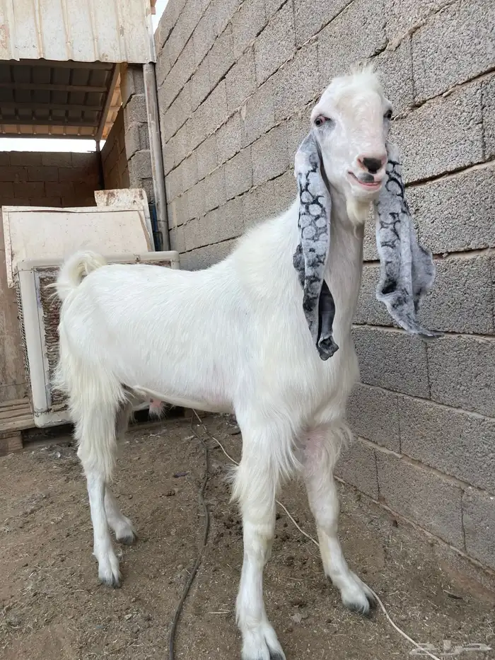 تيس اجم جذع مشروك ابيض 12
