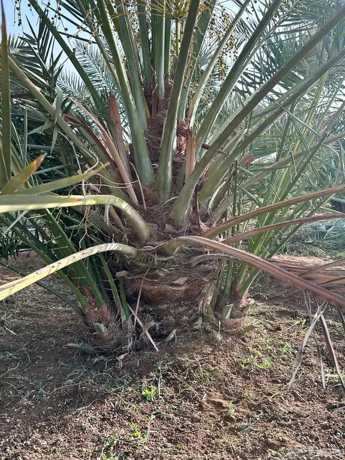 اصنى نخل مشكلات 4