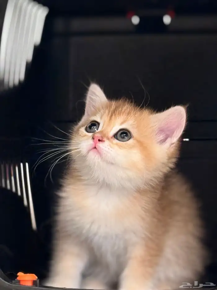 قطط برتش   سكوتش   للبيع 2