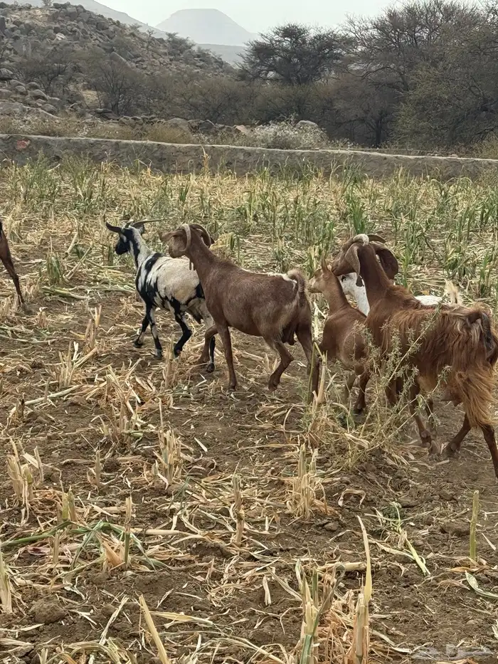 معزا حص وعارضيه معها اربع ثلاث عنق وتيس 3