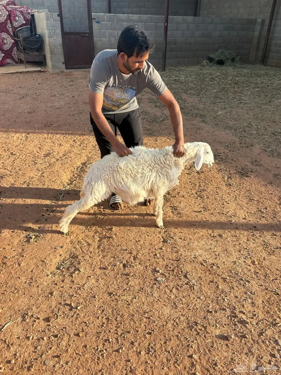 خروفين نعيمي وحري 2