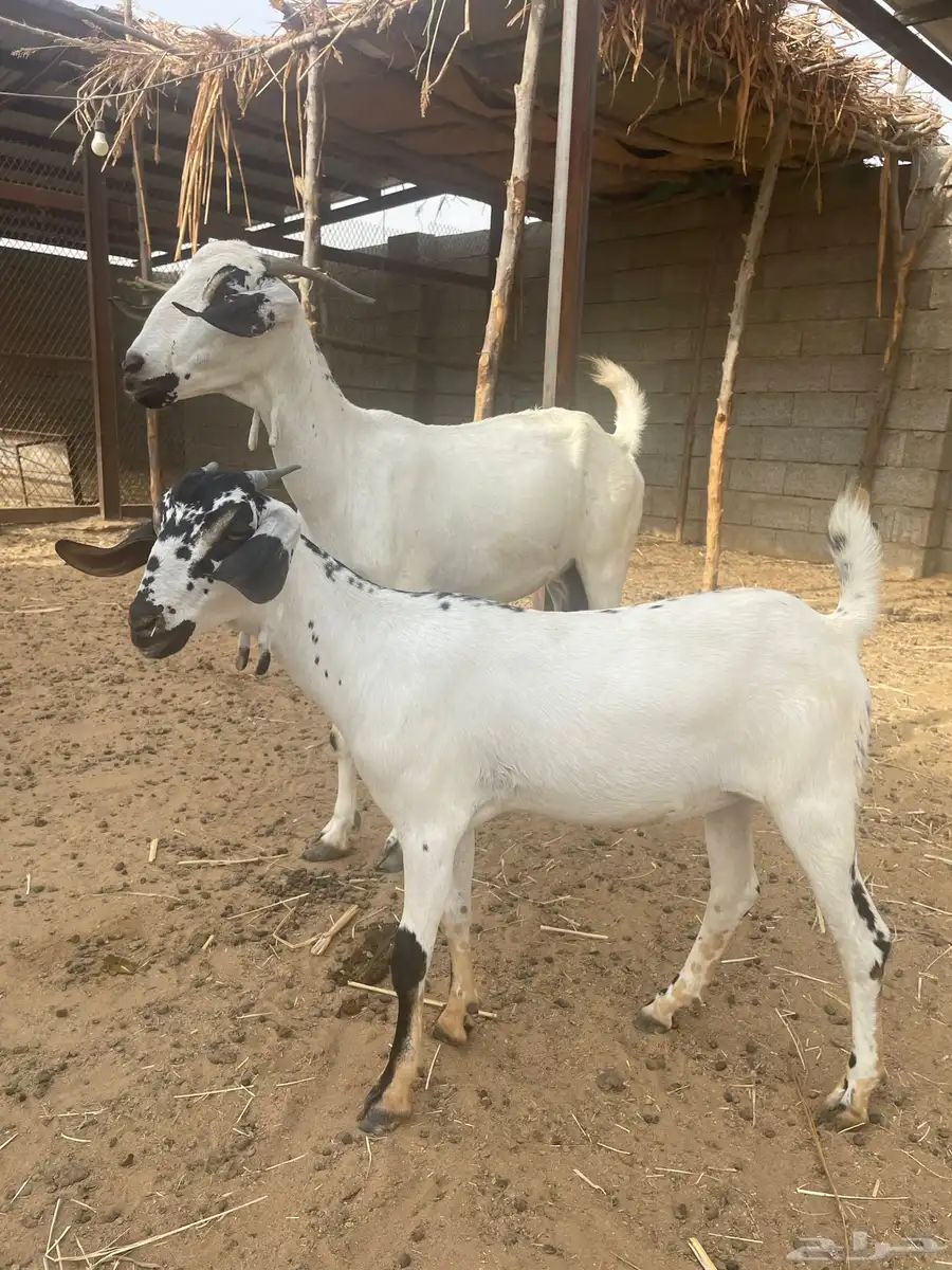 غنم بيشيات 2