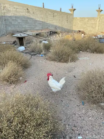 دجاج لوهمان للبيع 4