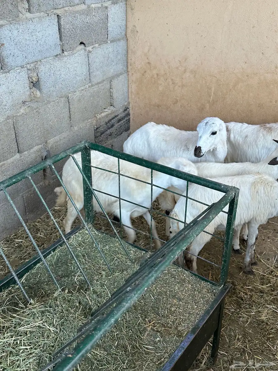 رخال رفيد 9