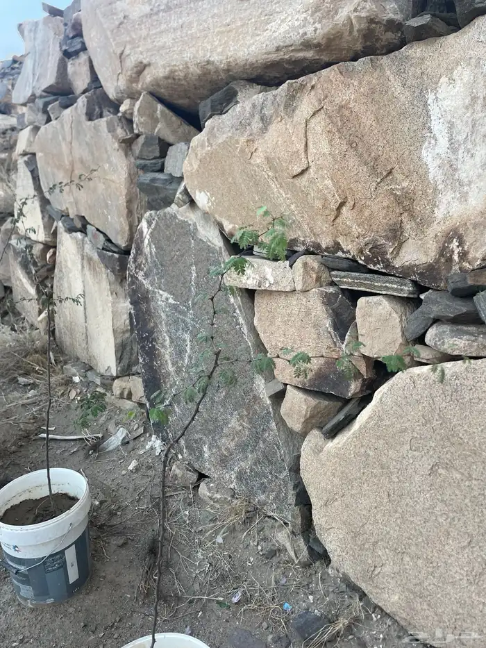 شتلات لوز احمر حنبل ضهيان 6