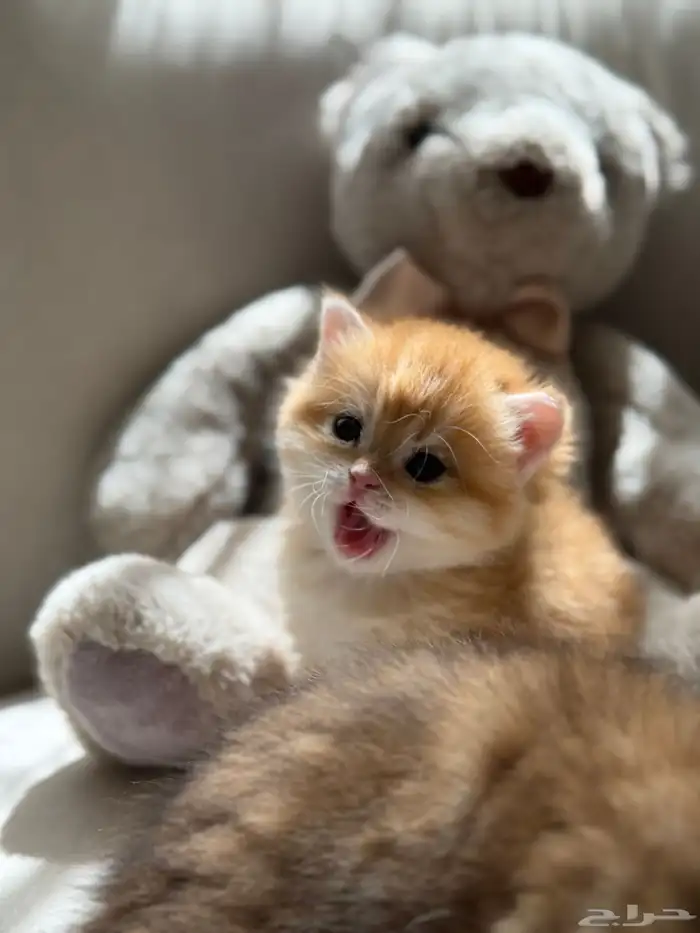 قطط برتش   سكوتش   للبيع 10