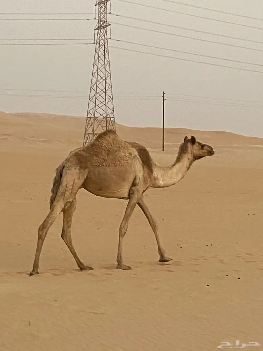 للبيع هجن مع الفحل 3