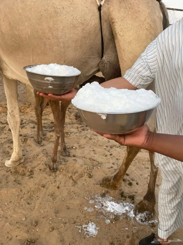 خلفه منيحه الضيفان حليب واجد اركه 3