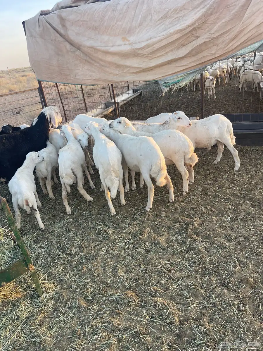 طليان سواكن العدد 12 خروف انتاج 1