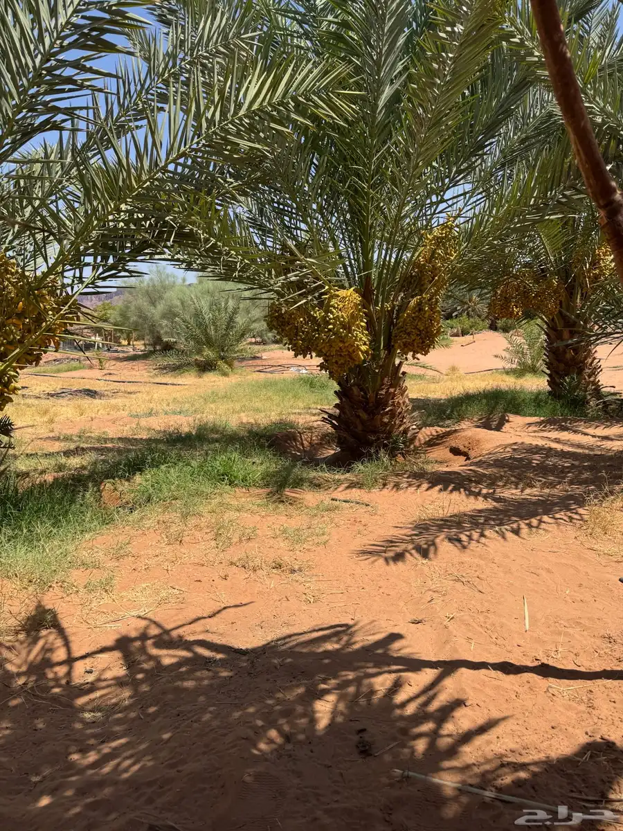 تمر للبيع 0