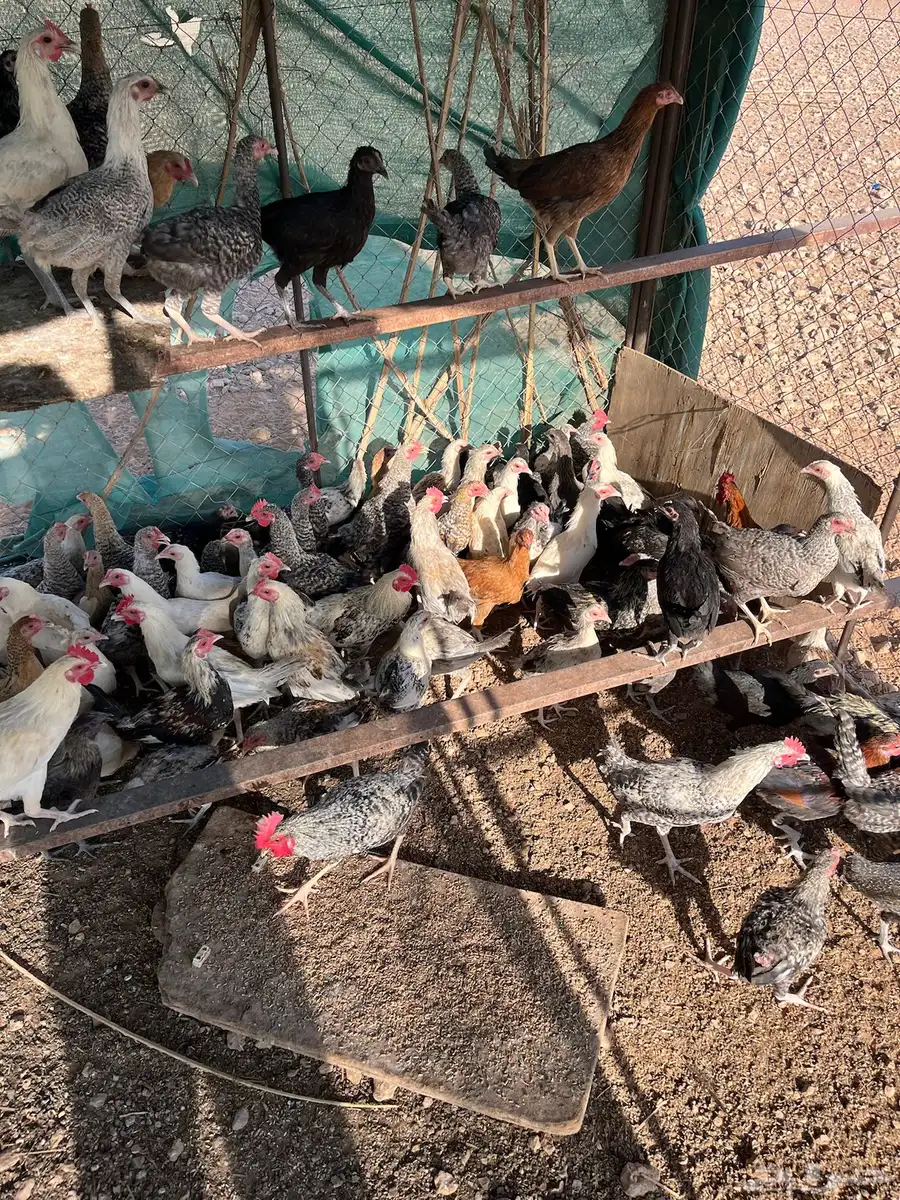 دجاج بلدي عمر خمس اشهور يوجد  تفريد 5