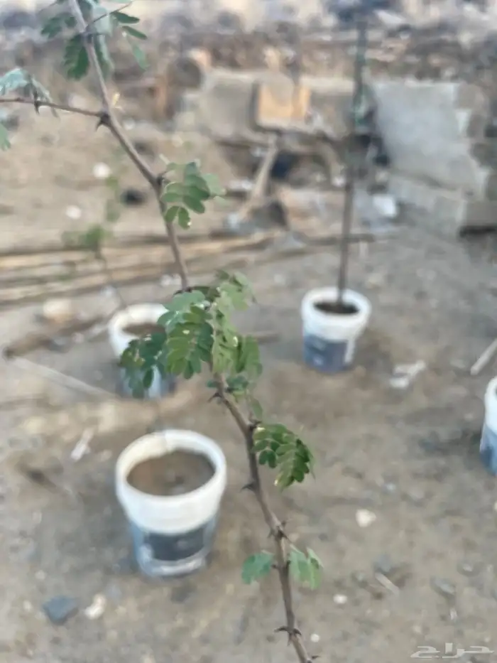 شتلات لوز احمر حنبل ضهيان 4