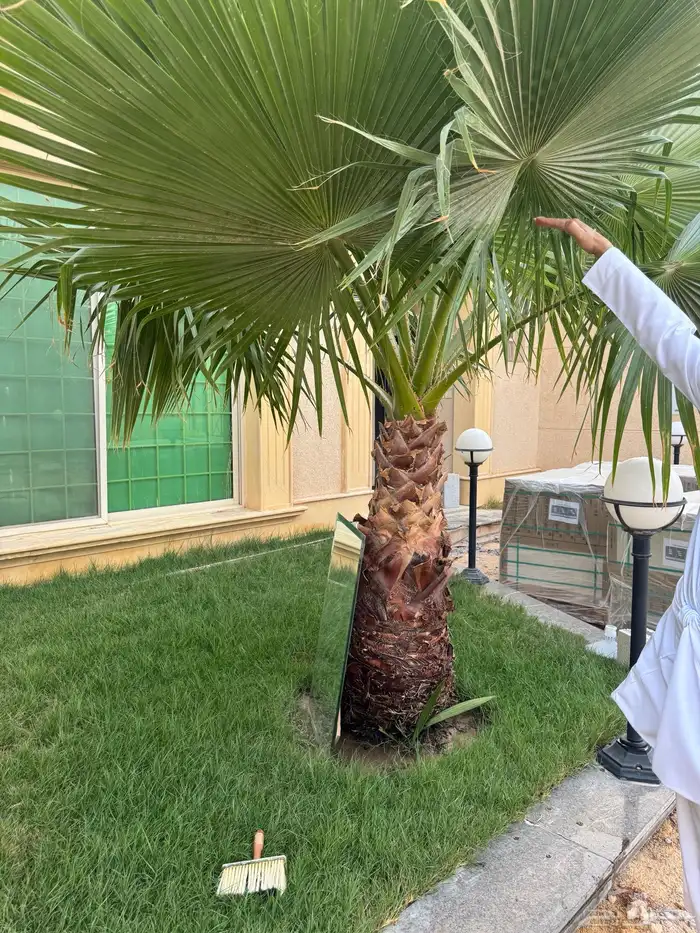 نخل واشنطي العدد 3 على السوم 2
